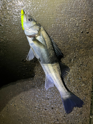 スズキの釣果