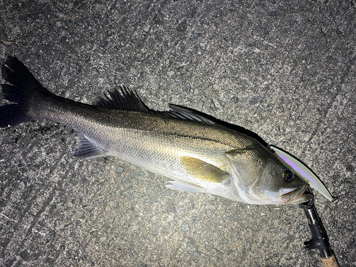 スズキの釣果