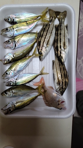 アジの釣果