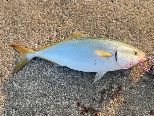 イナダの釣果