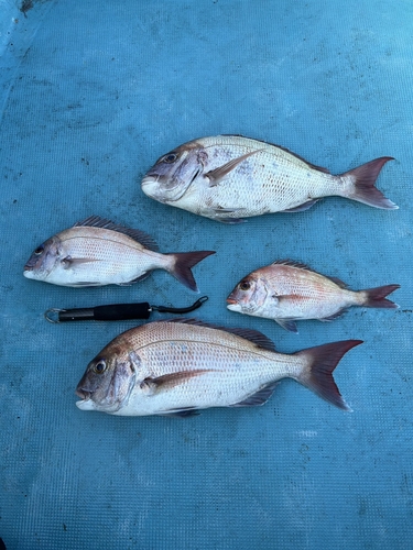 マダイの釣果