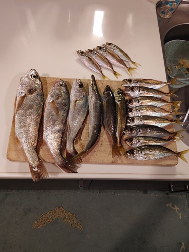 アジの釣果