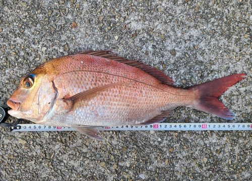 マダイの釣果