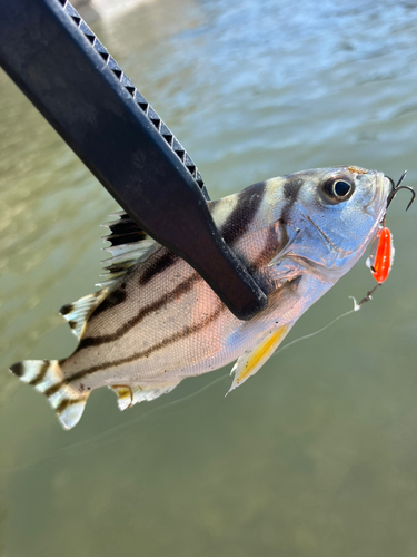 コトヒキの釣果