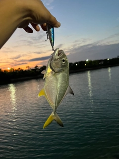 オニヒラアジの釣果