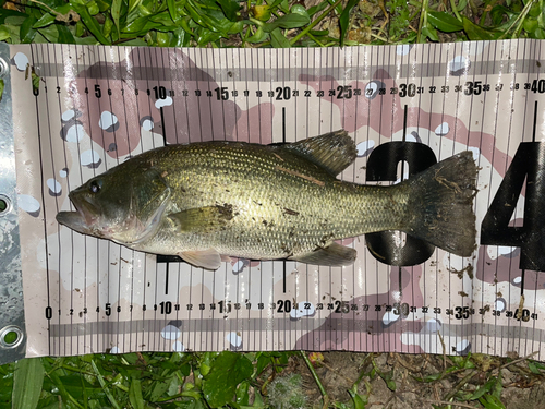 ブラックバスの釣果