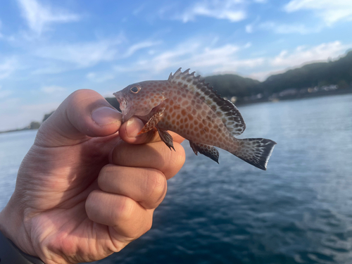 ハタの釣果