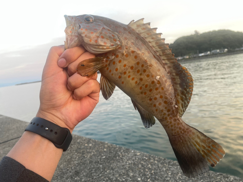 ハタの釣果