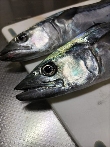 サゴシの釣果