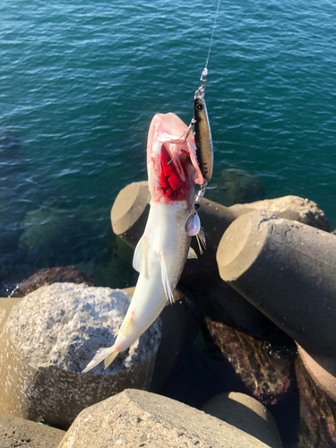 エソの釣果