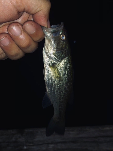 ラージマウスバスの釣果