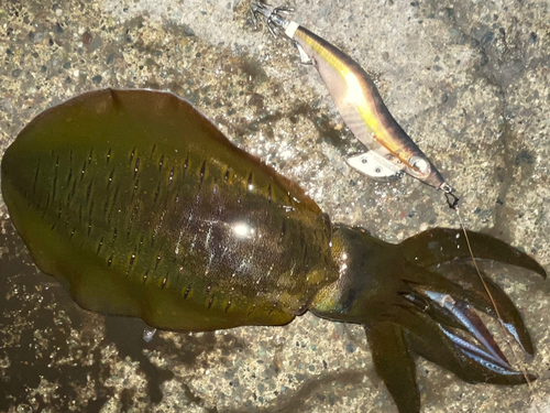 アオリイカの釣果