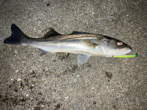 フッコ（マルスズキ）の釣果