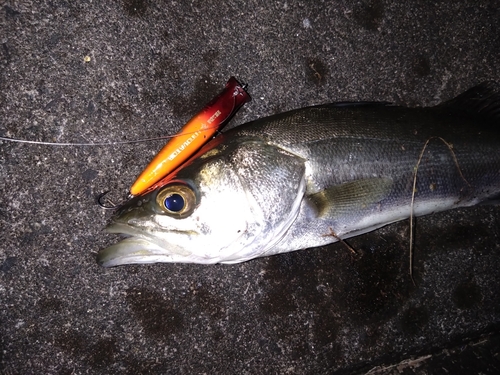 シーバスの釣果