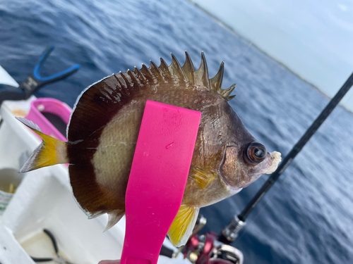 シラコダイの釣果