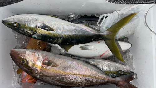 タイの釣果