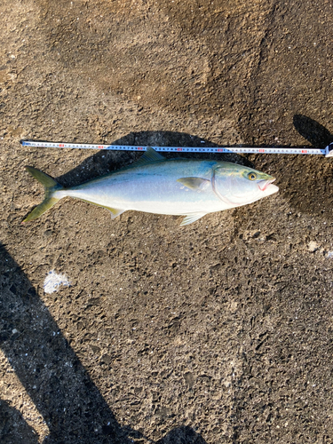 メジロの釣果