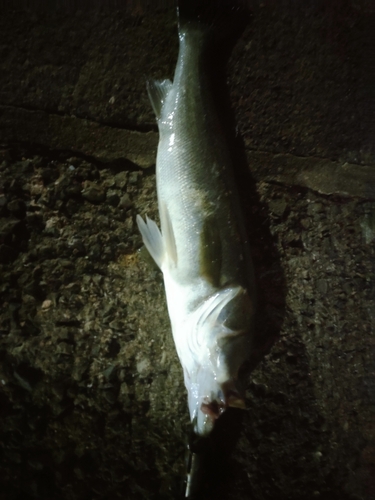 ハネ（ヒラスズキ）の釣果