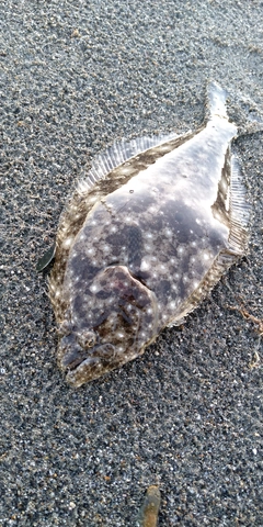 ソゲの釣果