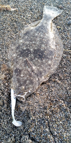 ソゲの釣果