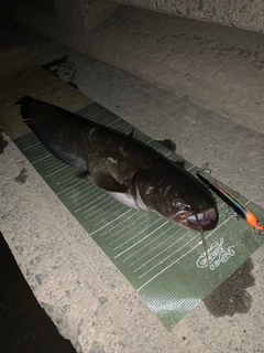 ナマズの釣果