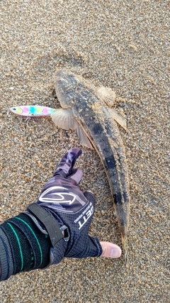 マゴチの釣果