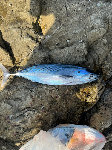 スマガツオの釣果