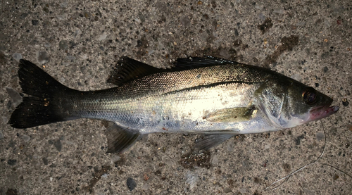 セイゴ（マルスズキ）の釣果