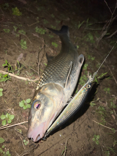 ニゴイの釣果