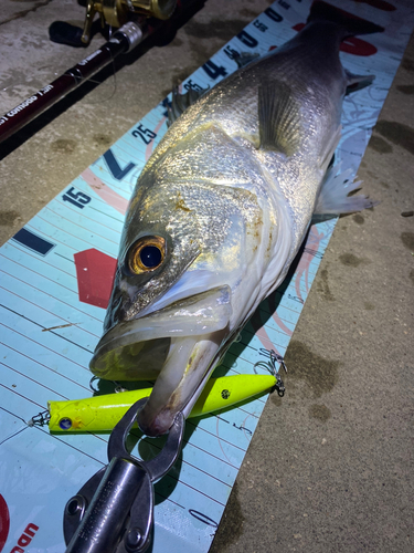 シーバスの釣果