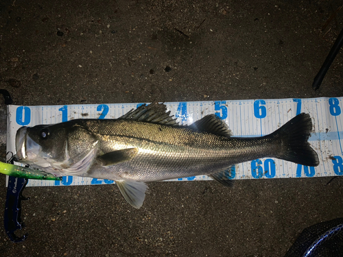 シーバスの釣果