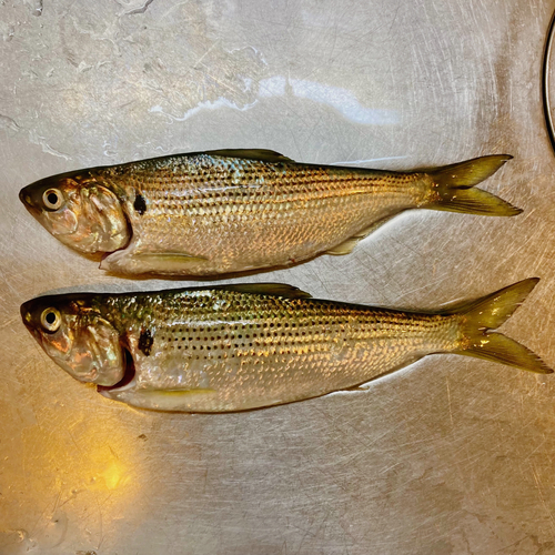 コノシロの釣果