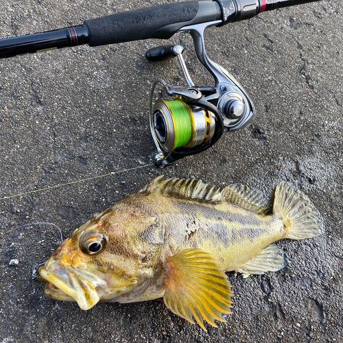 シマソイの釣果