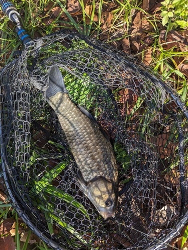 マブナの釣果