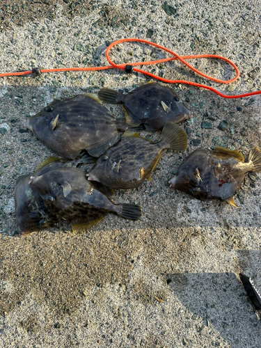 カワハギの釣果