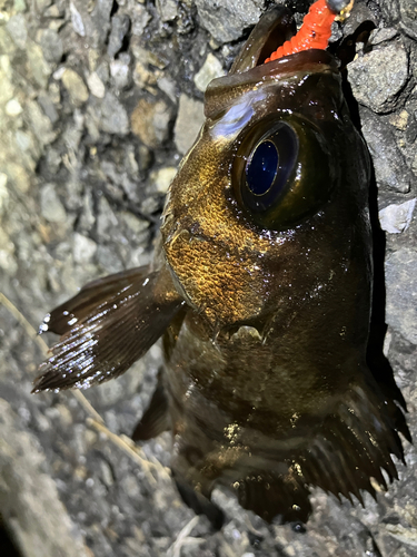 メバルの釣果