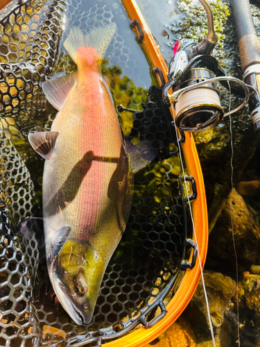 ヒメマスの釣果