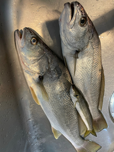 ニベの釣果