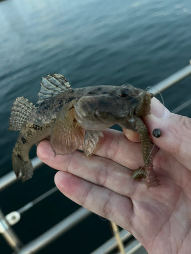 マハゼの釣果