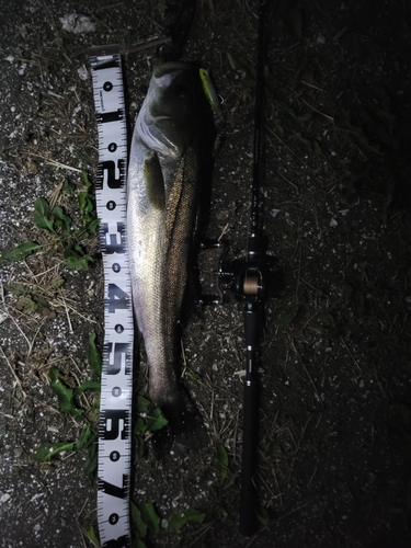 シーバスの釣果