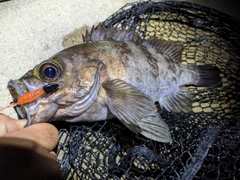 シロメバルの釣果