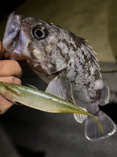 クロソイの釣果