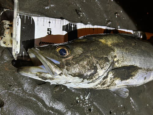 シーバスの釣果