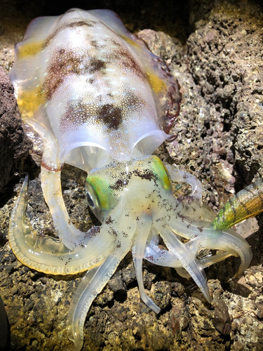 アオリイカの釣果