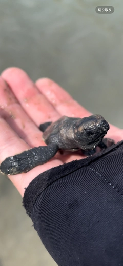 オニカマスの釣果