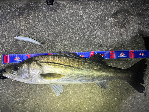 シーバスの釣果