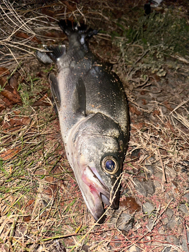 ヒラスズキの釣果