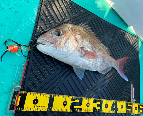 マダイの釣果