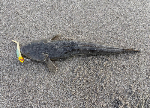 マゴチの釣果