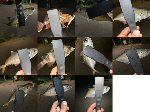 アジの釣果